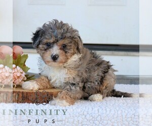 Bernedoodle (Miniature) Puppy for sale in NARVON, PA, USA