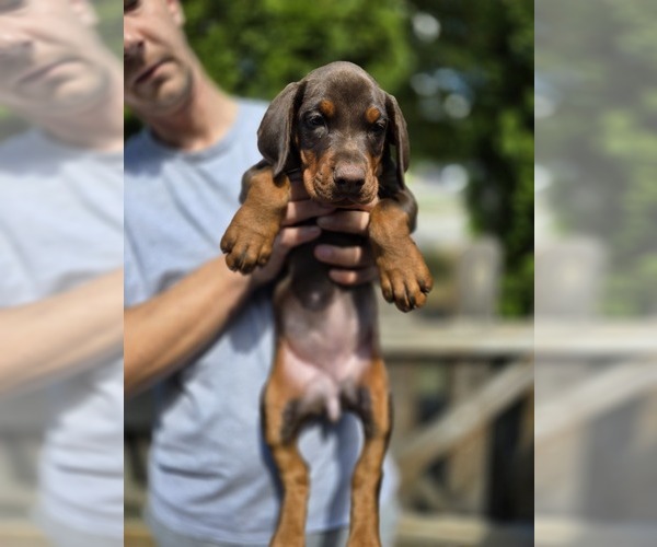 Medium Photo #37 Doberman Pinscher Puppy For Sale in WHEELING, IL, USA