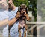 Small Photo #37 Doberman Pinscher Puppy For Sale in WHEELING, IL, USA