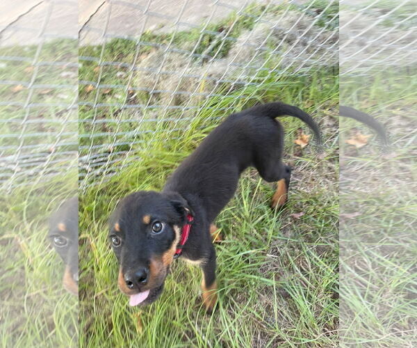 Medium Photo #4 Mutt Puppy For Sale in White Hall, AR, USA
