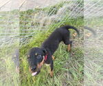 Small #3 Mutt