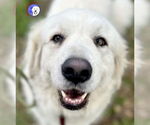 Small #2 Great Pyrenees