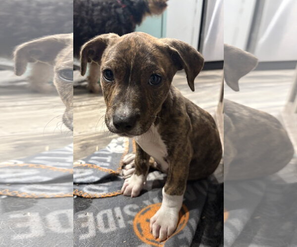 Medium Photo #1 Mutt Puppy For Sale in Mount Pleasant, SC, USA