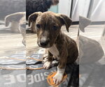 Small Mutt