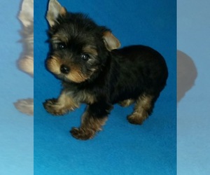 Yorkshire Terrier Puppy for sale in BROOKLYN, NY, USA