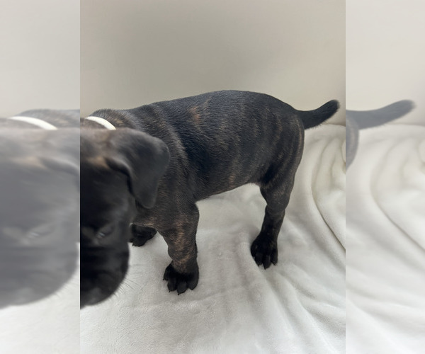Medium Photo #19 Cane Corso Puppy For Sale in WILMORE, KY, USA