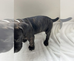 Small #17 Cane Corso
