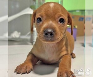 Chihuahua-Unknown Mix Dogs for adoption in Washington, DC, USA
