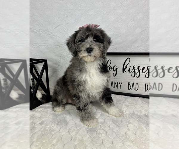 Medium Photo #2 Bernedoodle (Miniature) Puppy For Sale in GREENFIELD, IN, USA