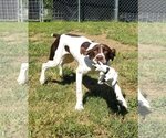 Small Photo #6 Pointer Puppy For Sale in Thomasville, NC, USA
