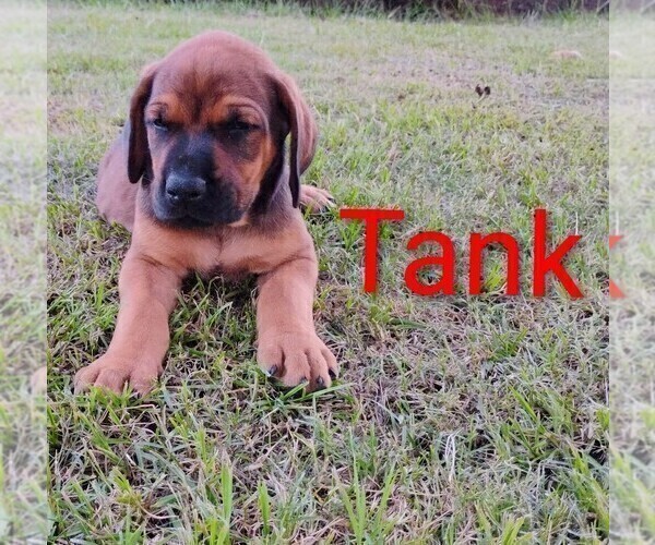 Medium Photo #12 Doberman Pinscher Puppy For Sale in BRANTLEY, AL, USA