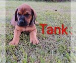 Small #3 Doberman Pinscher