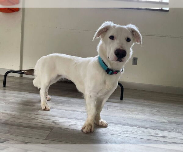 Medium Photo #2 Basset Hound-Retriever  Mix Puppy For Sale in South Bend, IN, USA