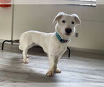 Small #1 Basset Hound-Retriever  Mix