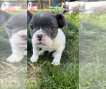 Puppy 5 French Bulldog