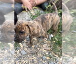 Small #1 American Bandogge mastiff