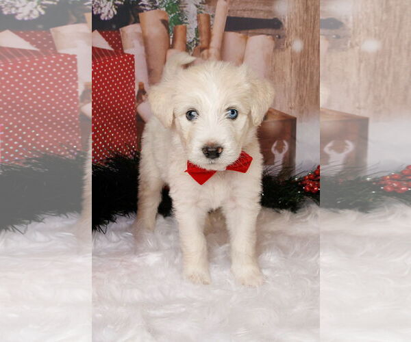 Medium Photo #11 Poodle (Standard)-Siberian Husky Mix Puppy For Sale in McKinney, TX, USA