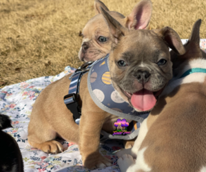 French Bulldog Puppy for sale in POWDER SPRINGS, GA, USA