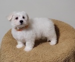 Puppy Mochi Coton de Tulear-Poochon Mix
