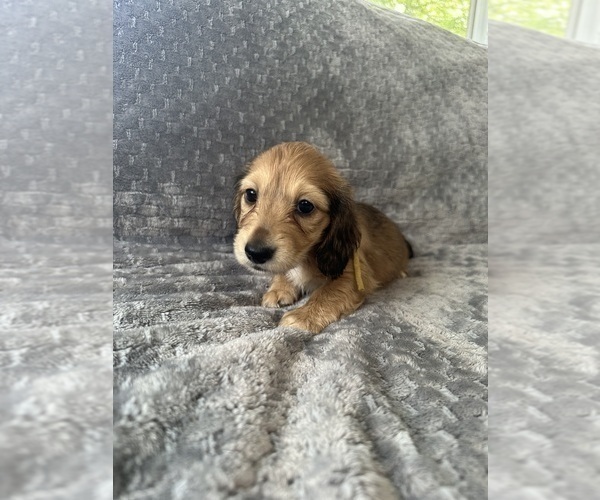 Medium Photo #13 Dachshund Puppy For Sale in MEMPHIS, TN, USA