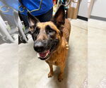 Small #1 Dutch Shepherd -German Shepherd Dog Mix