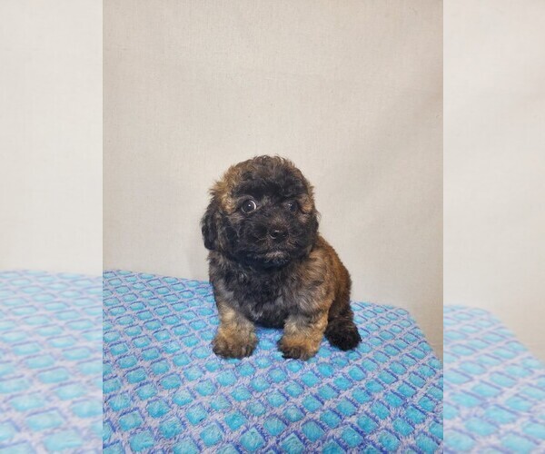 Medium Photo #2 ShihPoo Puppy For Sale in HENDERSON, NV, USA
