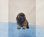 Small #1 ShihPoo