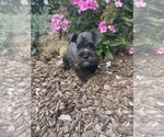 Small Photo #4 Schnauzer (Miniature) Puppy For Sale in WEST BRANCH, IA, USA