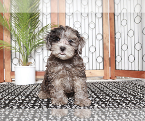 ShihPoo Puppy for sale in NAPLES, FL, USA