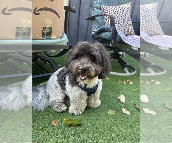 Medium Photo #1 Coton de Tulear Puppy For Sale in San Diego , CA, USA