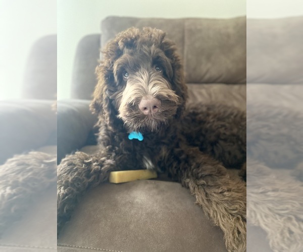 Medium Photo #5 Labradoodle Puppy For Sale in MIDDLETOWN, DE, USA