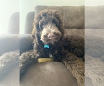 Small #4 Labradoodle
