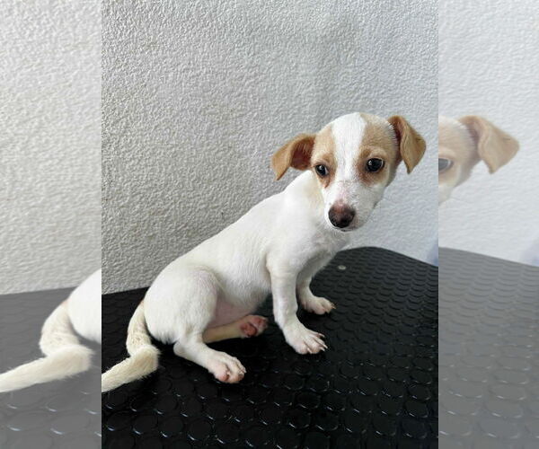 Medium Photo #11 Chihuahua-Unknown Mix Puppy For Sale in Escondido, CA, USA