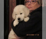Small Photo #1 English Cream Golden Retriever Puppy For Sale in NORTHWOOD, OH, USA