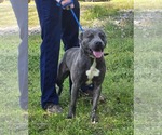 Small #4 American Pit Bull Terrier Mix