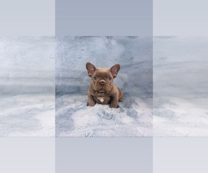 French Bulldog Puppy for sale in PHILA, PA, USA
