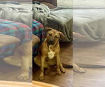 Small Photo #3 Boxer Puppy For Sale in Southbury, CT, USA