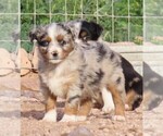 Small #5 Miniature Australian Shepherd