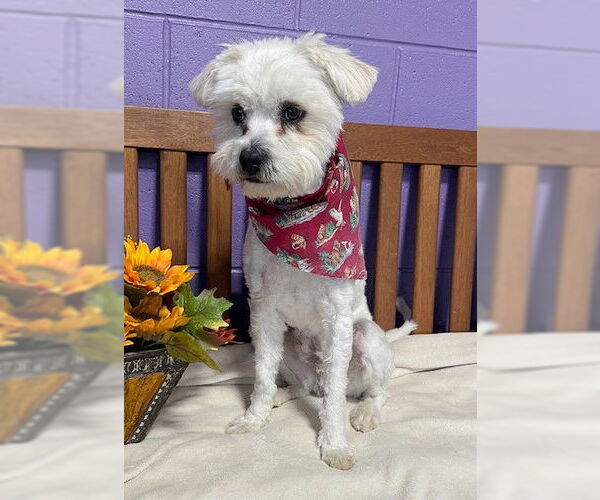 Medium Photo #3 Mutt Puppy For Sale in Genesee, WI, USA