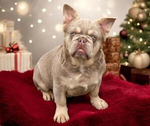 French Bulldog Puppy for sale in LAKE MARY, FL, USA