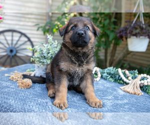 Medium German Shepherd Dog
