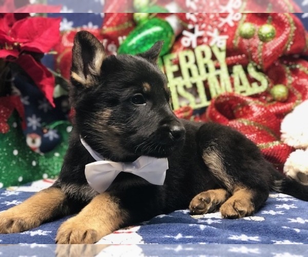 Medium Photo #2 German Shepherd Dog Puppy For Sale in CLAY, PA, USA
