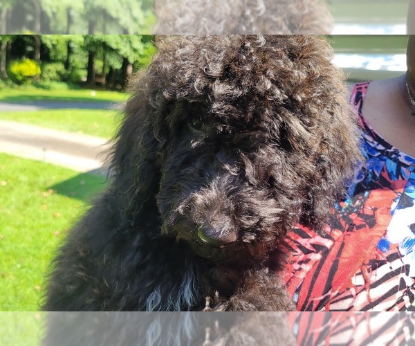 Medium Photo #1 Goldendoodle Puppy For Sale in LITHONIA, GA, USA