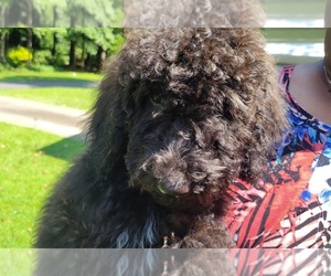 Goldendoodle Puppy for sale in LITHONIA, GA, USA