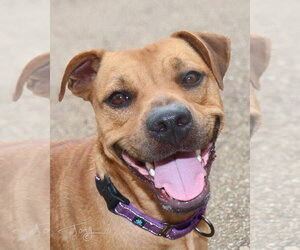 American Pit Bull Terrier Dogs for adoption in Southbury, CT, USA