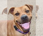 Lois - Female American Pit Bull Terrier Dog for Adoption - Small photo
