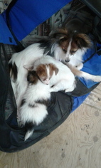 Papillon Puppy for sale in EUNICE, NM, USA