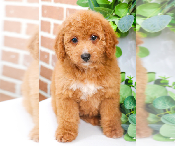 Medium Photo #14 Goldendoodle Puppy For Sale in SYRACUSE, IN, USA