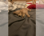 Small #6 Goldendoodle