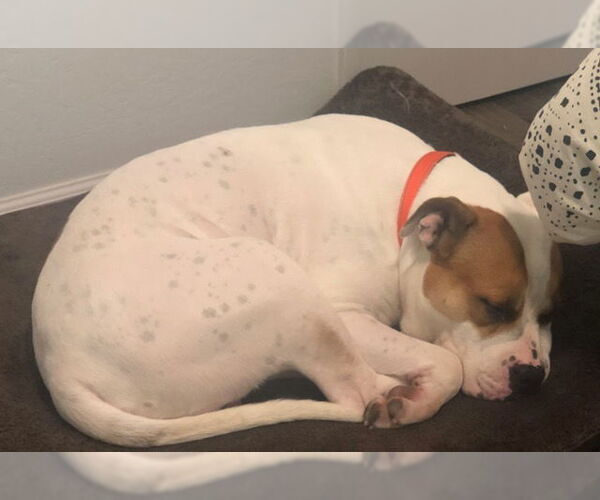 Medium Photo #2 Bulldog-Unknown Mix Puppy For Sale in Woodland, CA, USA